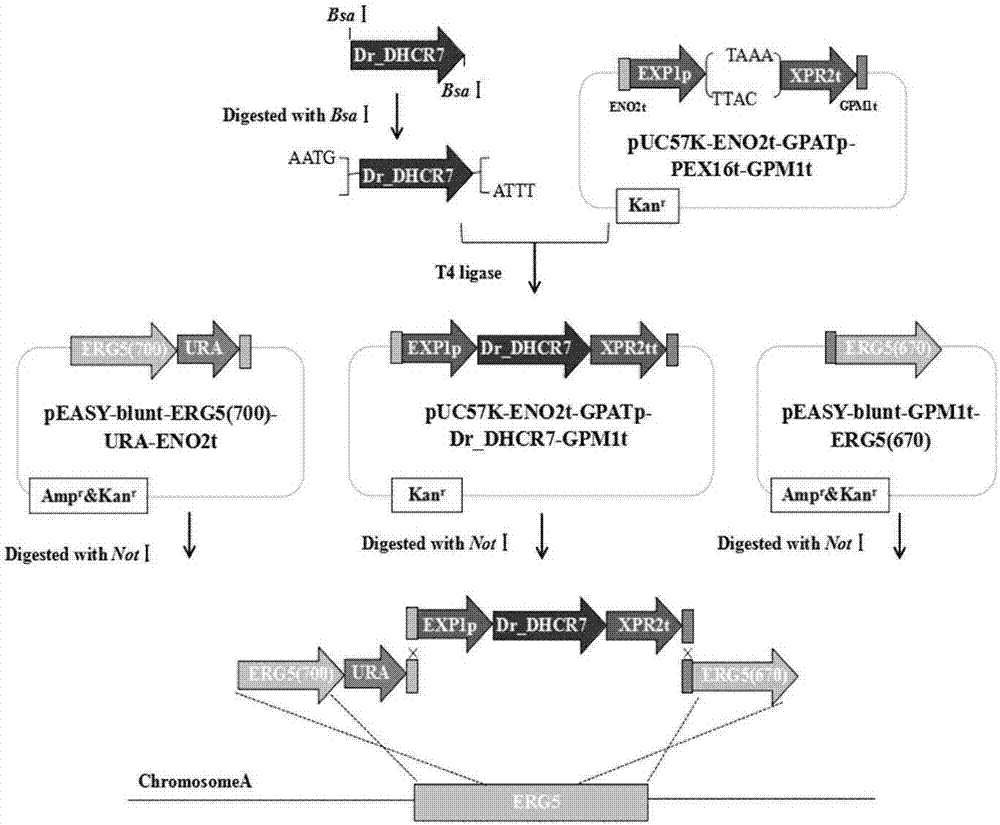 Recombinant strain as well as construction method and application in producing campesterol thereof