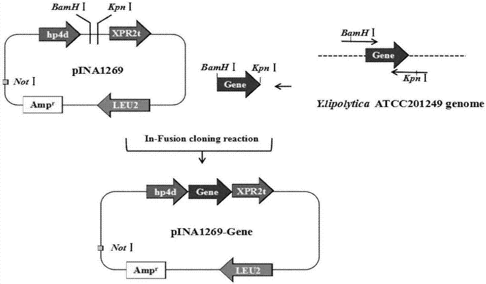 Recombinant strain as well as construction method and application in producing campesterol thereof