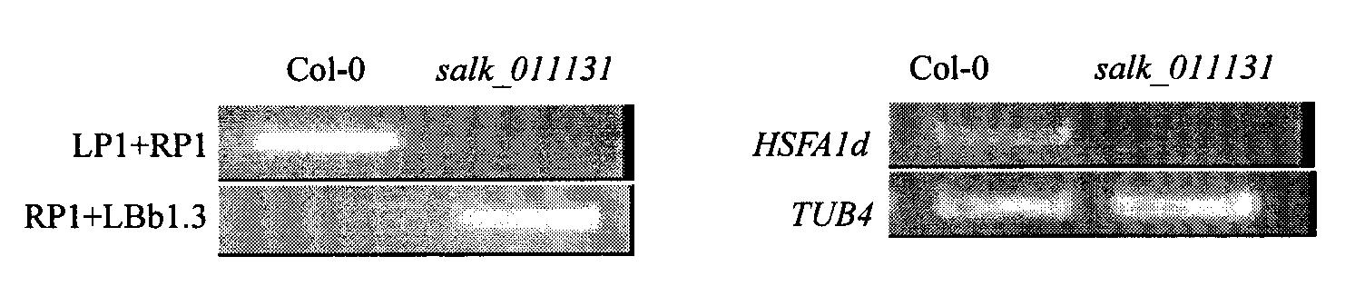 Arabidopsis thaliana heat shock transcription factor gene HSFA3, encoding protein and applications thereof