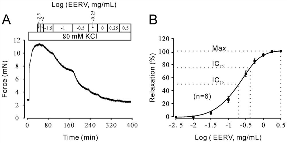 Application of rauvolfia verticillate ethanol extract to preparation of medicine for relaxing preshrunk tracheal smooth muscle