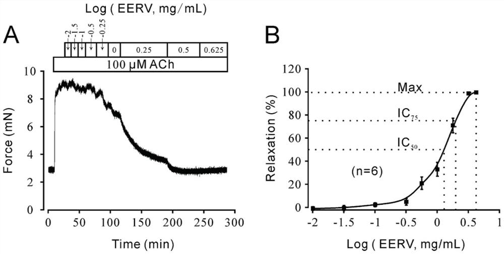 Application of rauvolfia verticillate ethanol extract to preparation of medicine for relaxing preshrunk tracheal smooth muscle