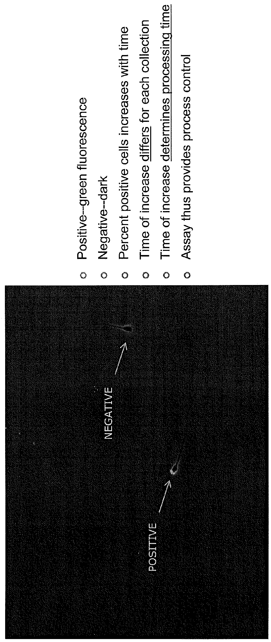 Methods for improving fertility and selectivity for desired offspring sex in artificial insemination