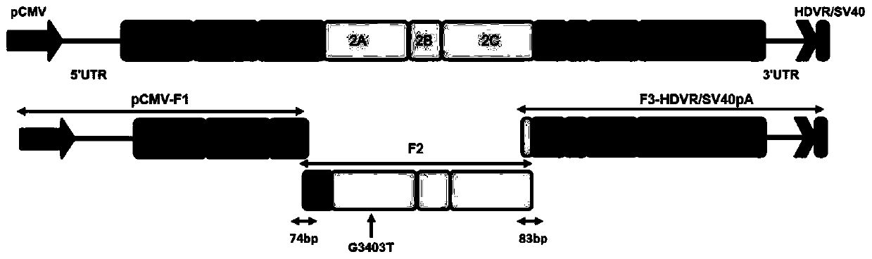 Method for rapidly constructing reverse genetic strain of duck hepatitis A virus type 3