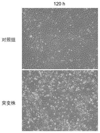 Method for rapidly constructing reverse genetic strain of duck hepatitis A virus type 3