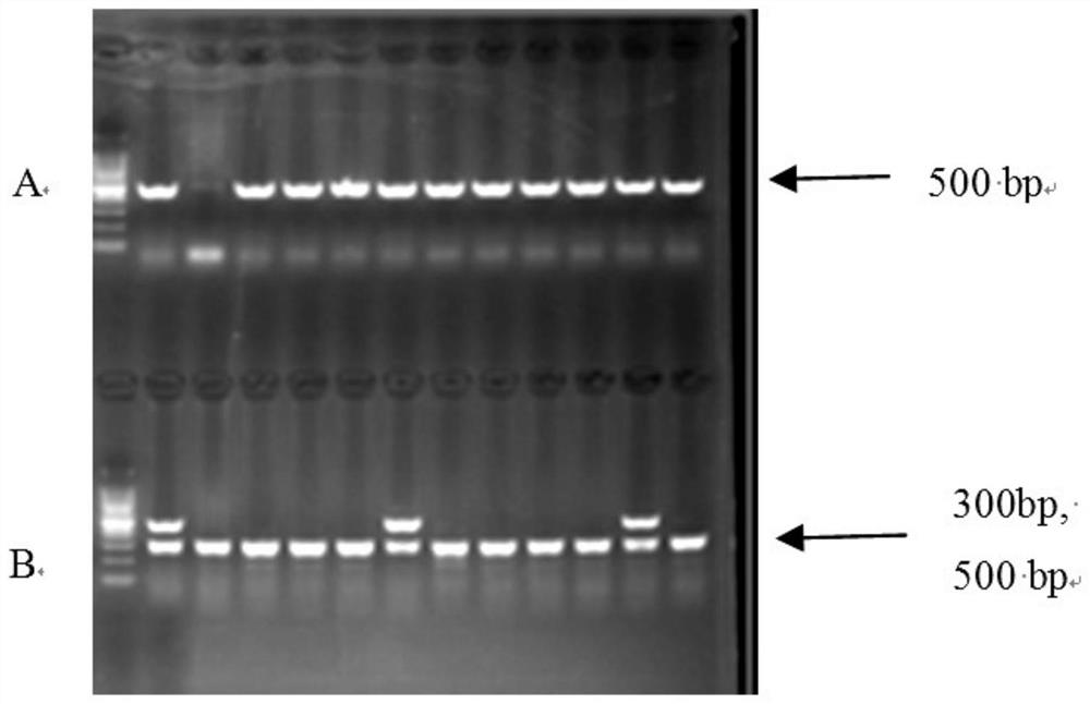 Construction method of mouse model of extramammary Paget disease