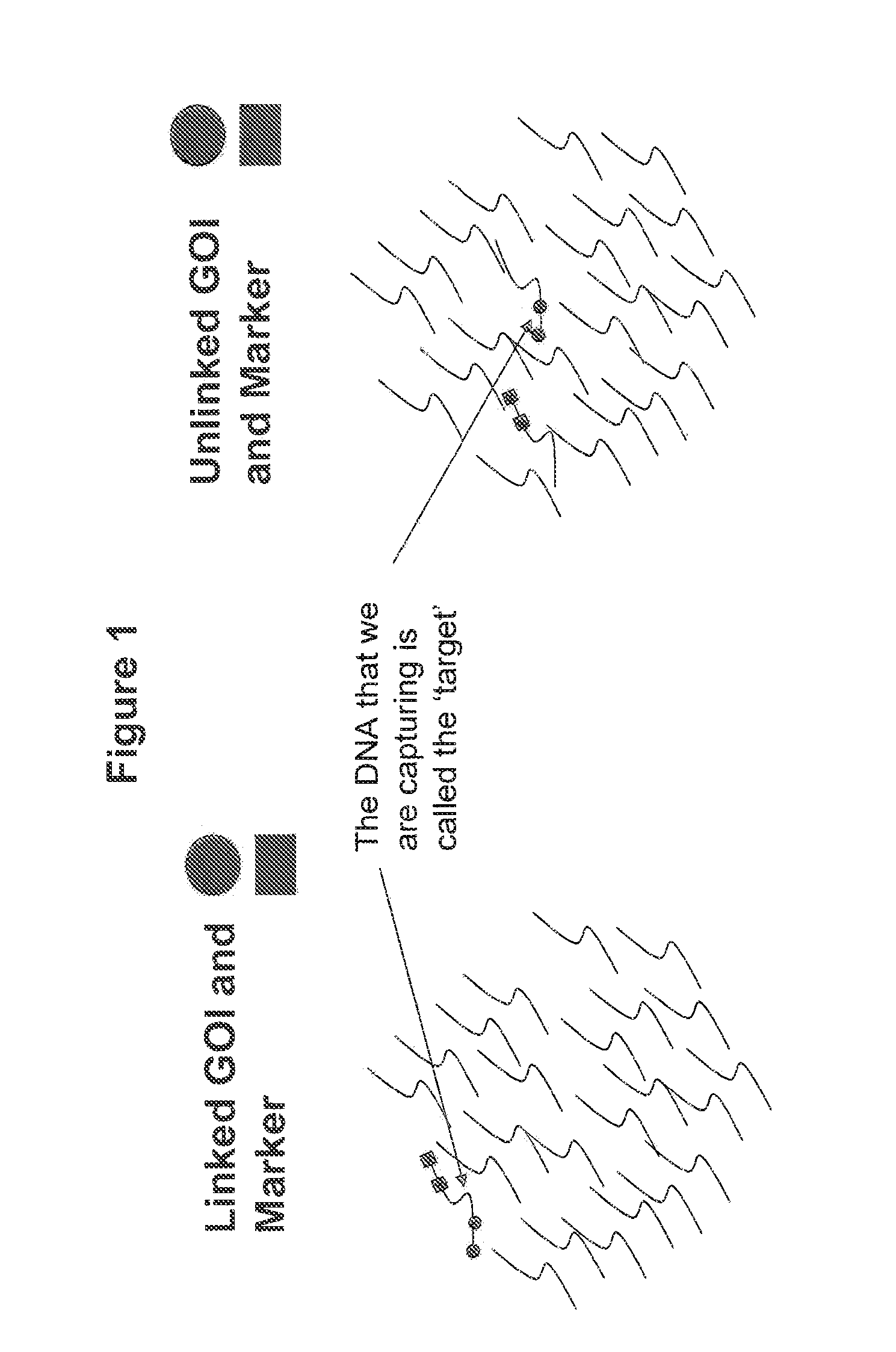 Methods for Identifying Genetic Linkage