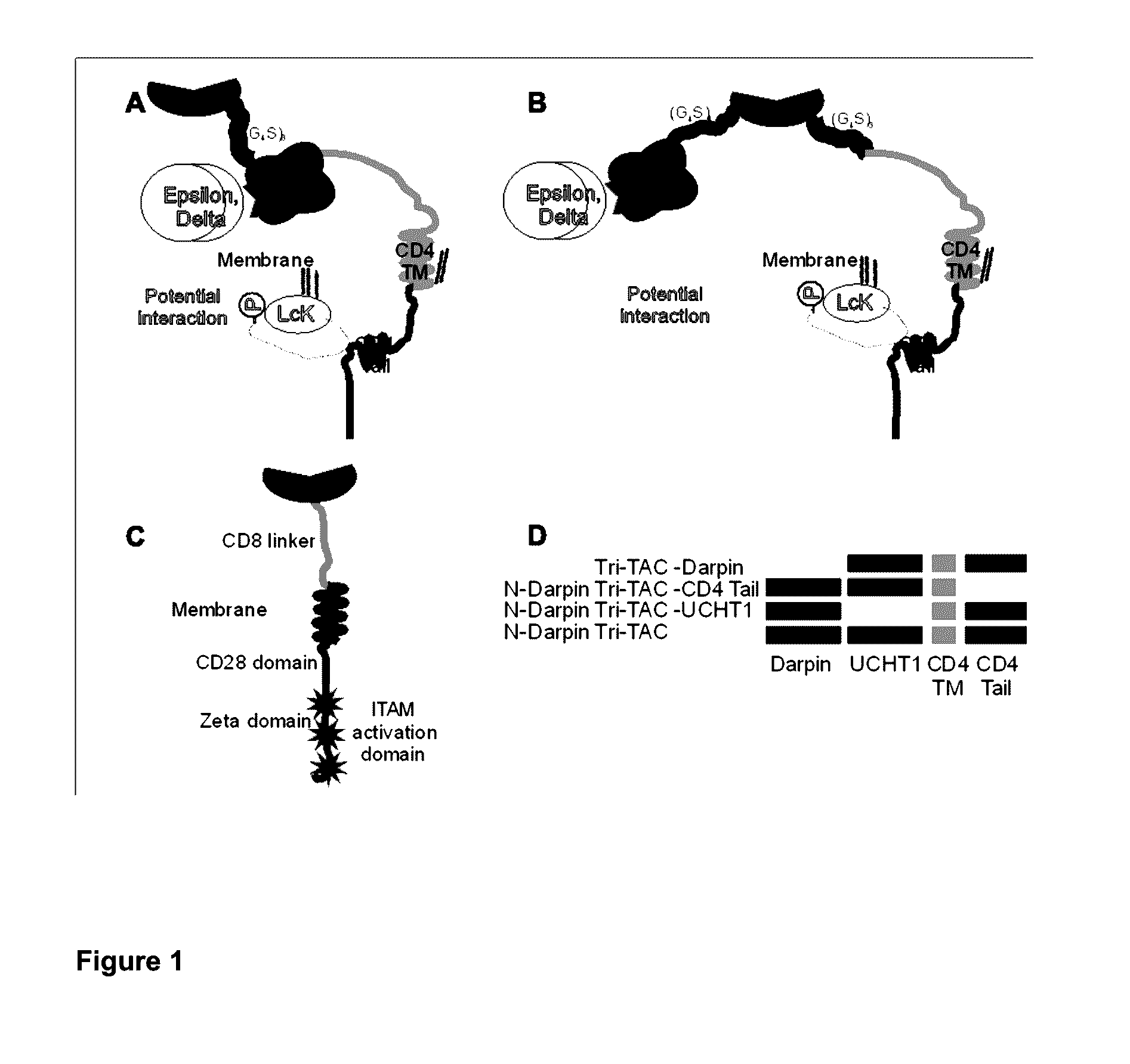 Trifunctional t cell-antigen coupler and methods and uses thereof