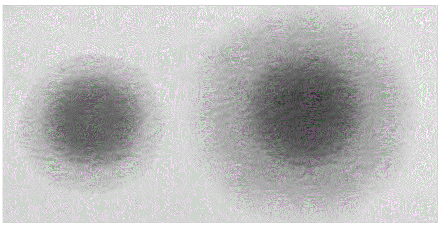 New mycoplasma hyopneumoniae strain and vaccine composite of new mycoplasma hyopneumoniae