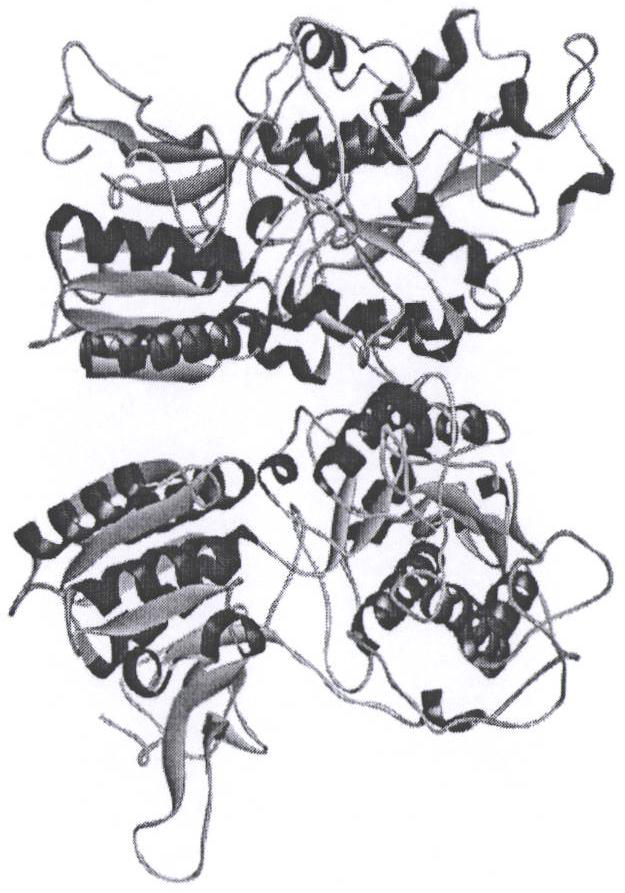 Active peptide derived from myosin and its application