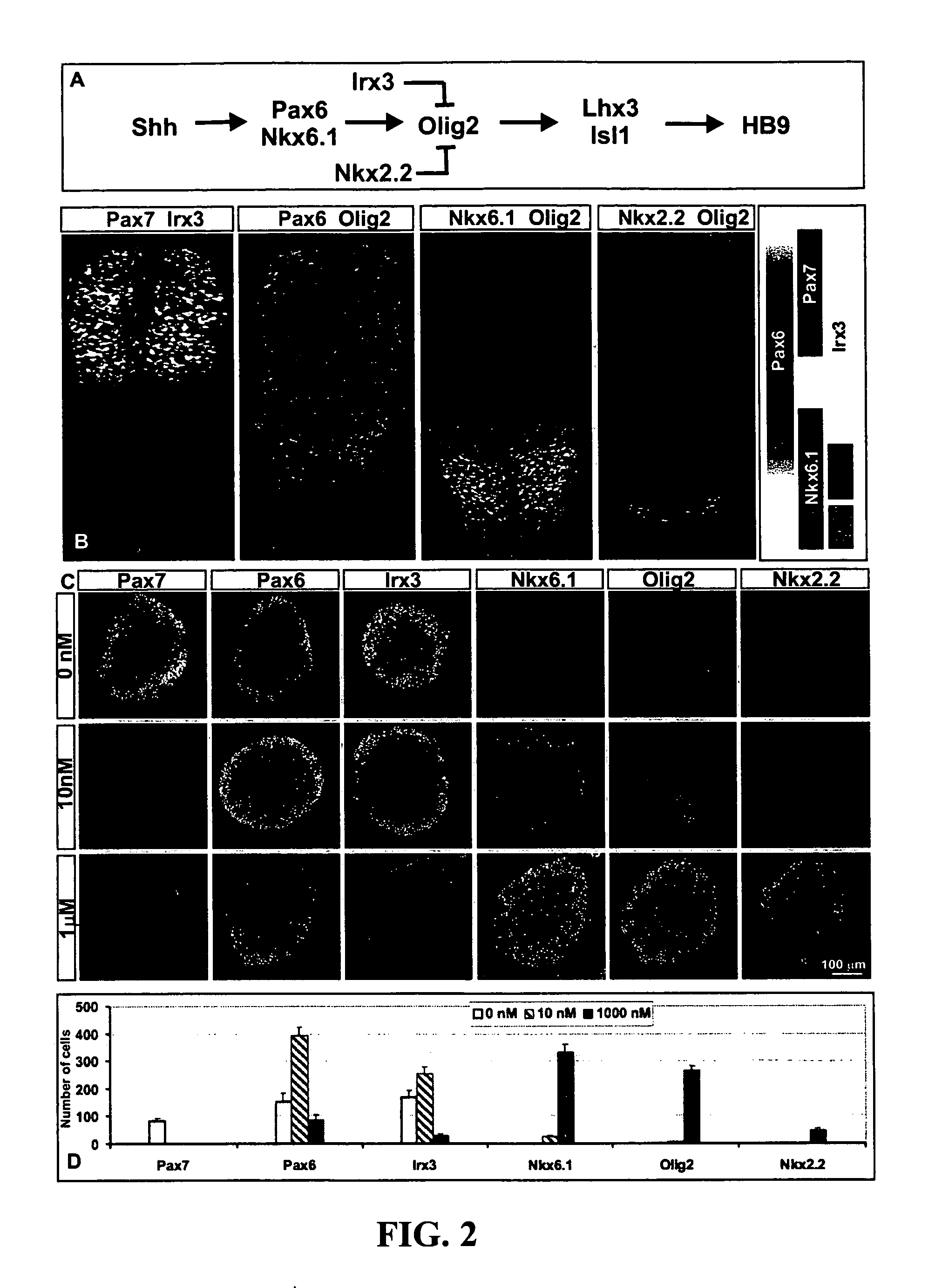 Systems and methods for screening for modulators of neural differentiation