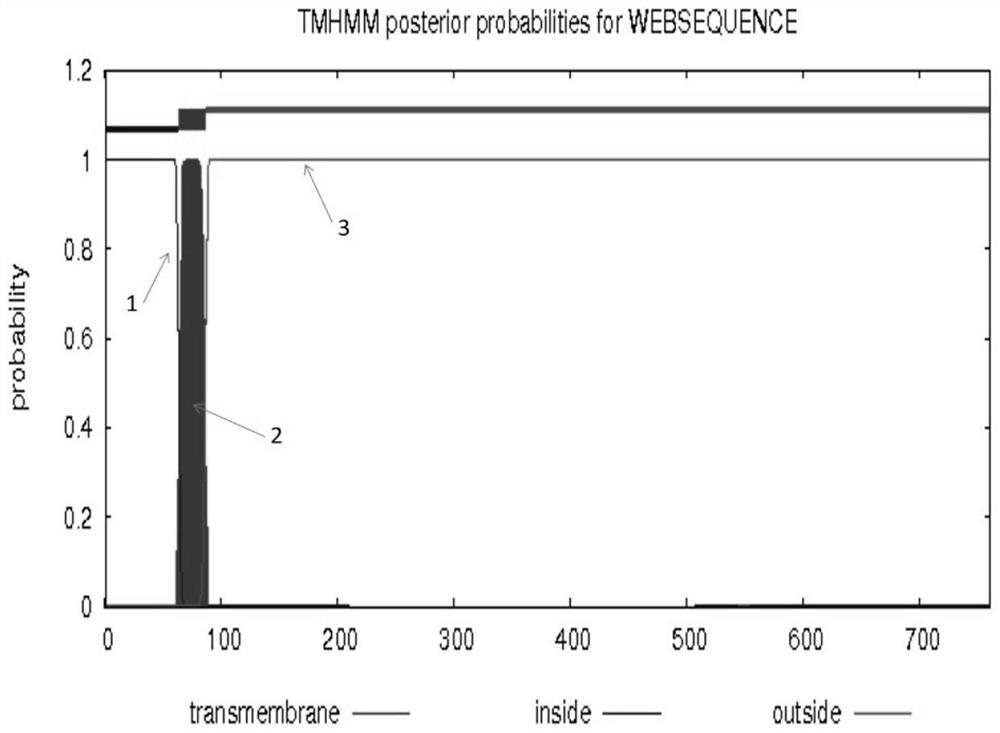 Preparation method of recombinant baculovirus for expressing human transferrin receptor