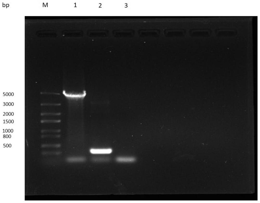 Preparation method of recombinant baculovirus for expressing human transferrin receptor