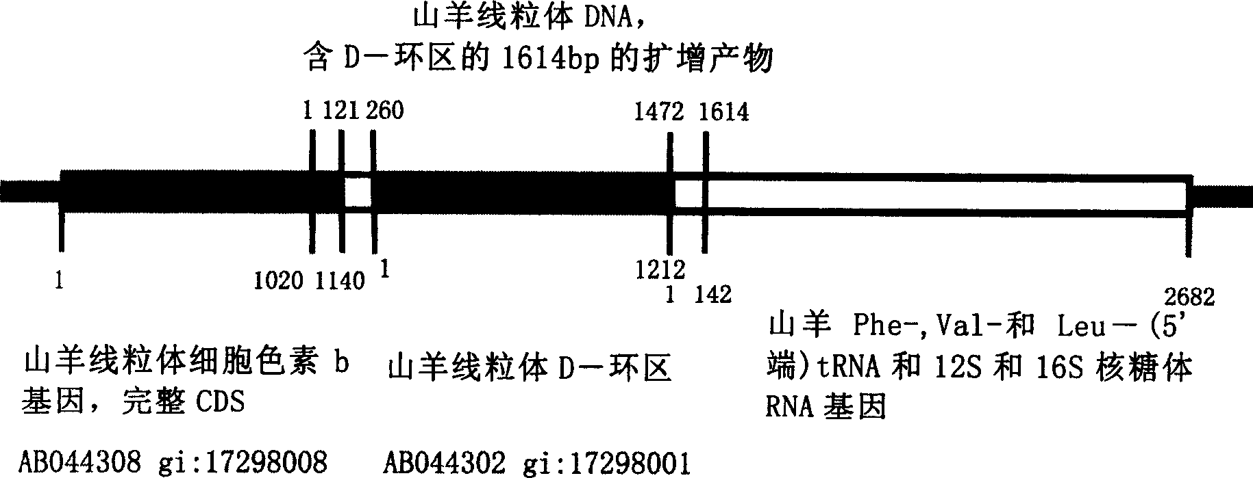 Mitochondria molecular hereditary feature mark and method for identifying pure boer goat