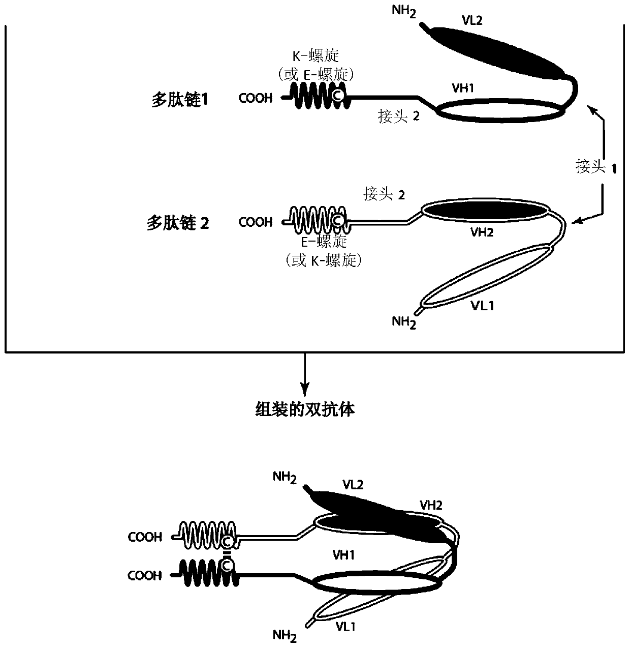 Bispecific binding molecules that are capable of binding cd137 and tumor antigens, and uses thereof