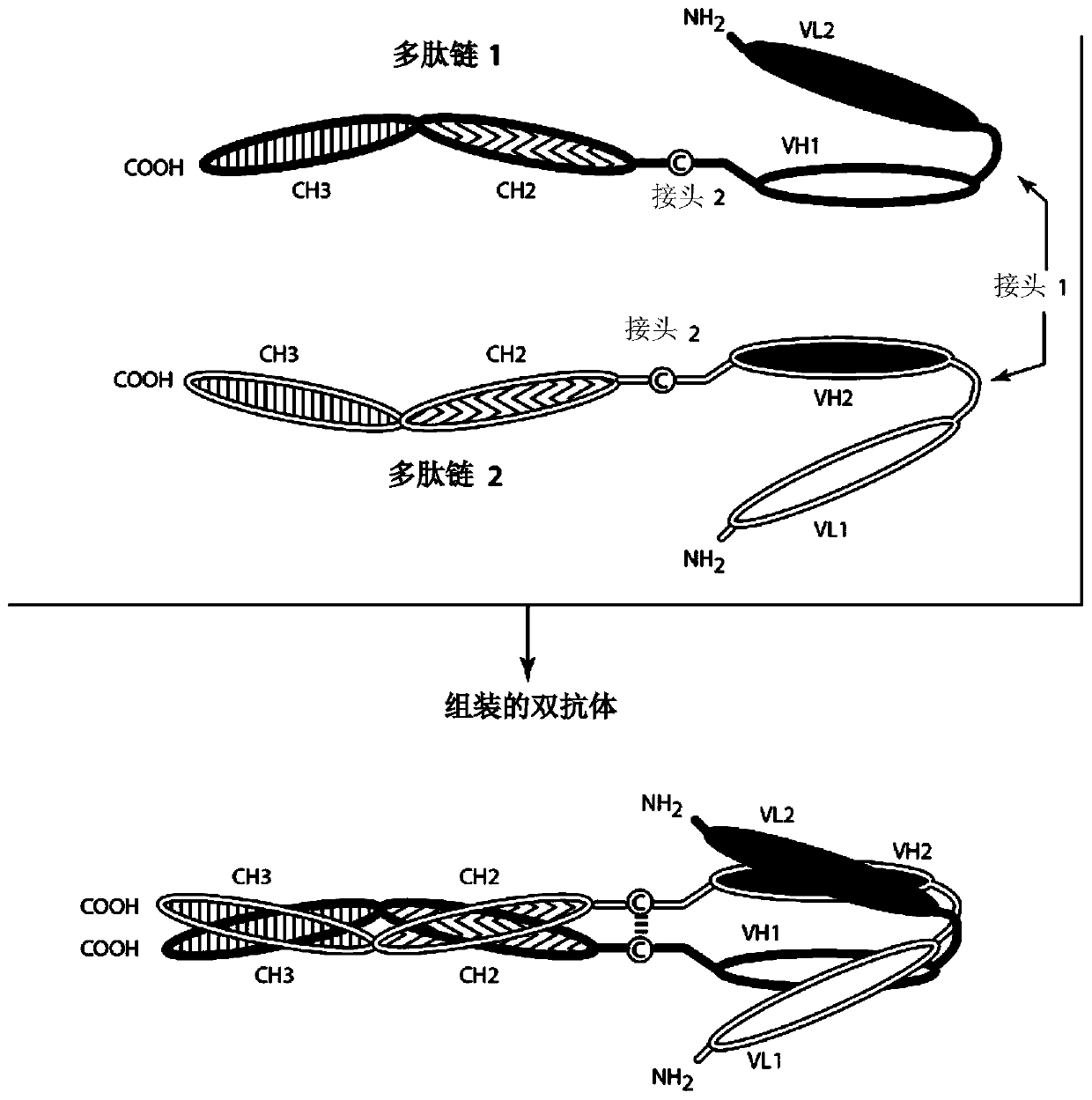 Bispecific binding molecules that are capable of binding cd137 and tumor antigens, and uses thereof