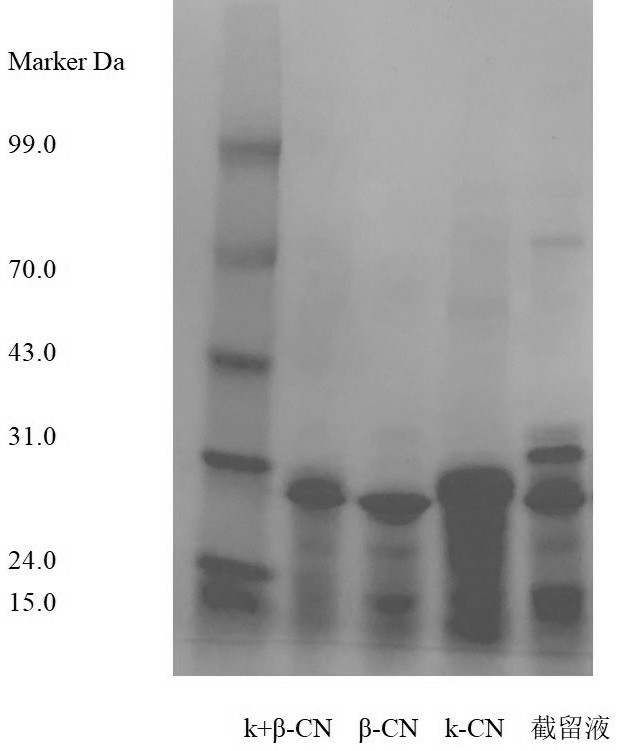 Functional digestible micelle-state casein powder and preparation method thereof