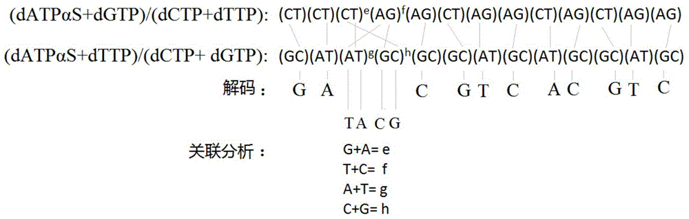 Two-nucleotide synthetic sequencing analysis method for multi-template PCR product