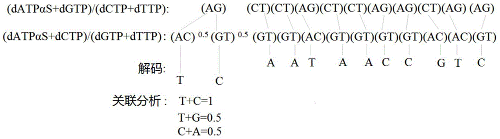 Two-nucleotide synthetic sequencing analysis method for multi-template PCR product