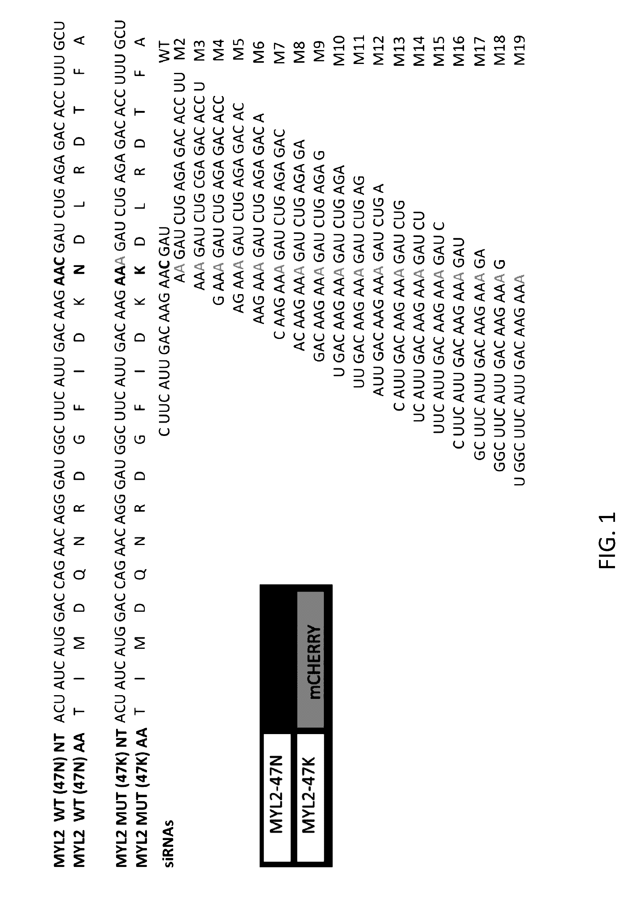 Oligonucleotides and Methods for Treatment of Cardiomyopathy Using RNA Interference