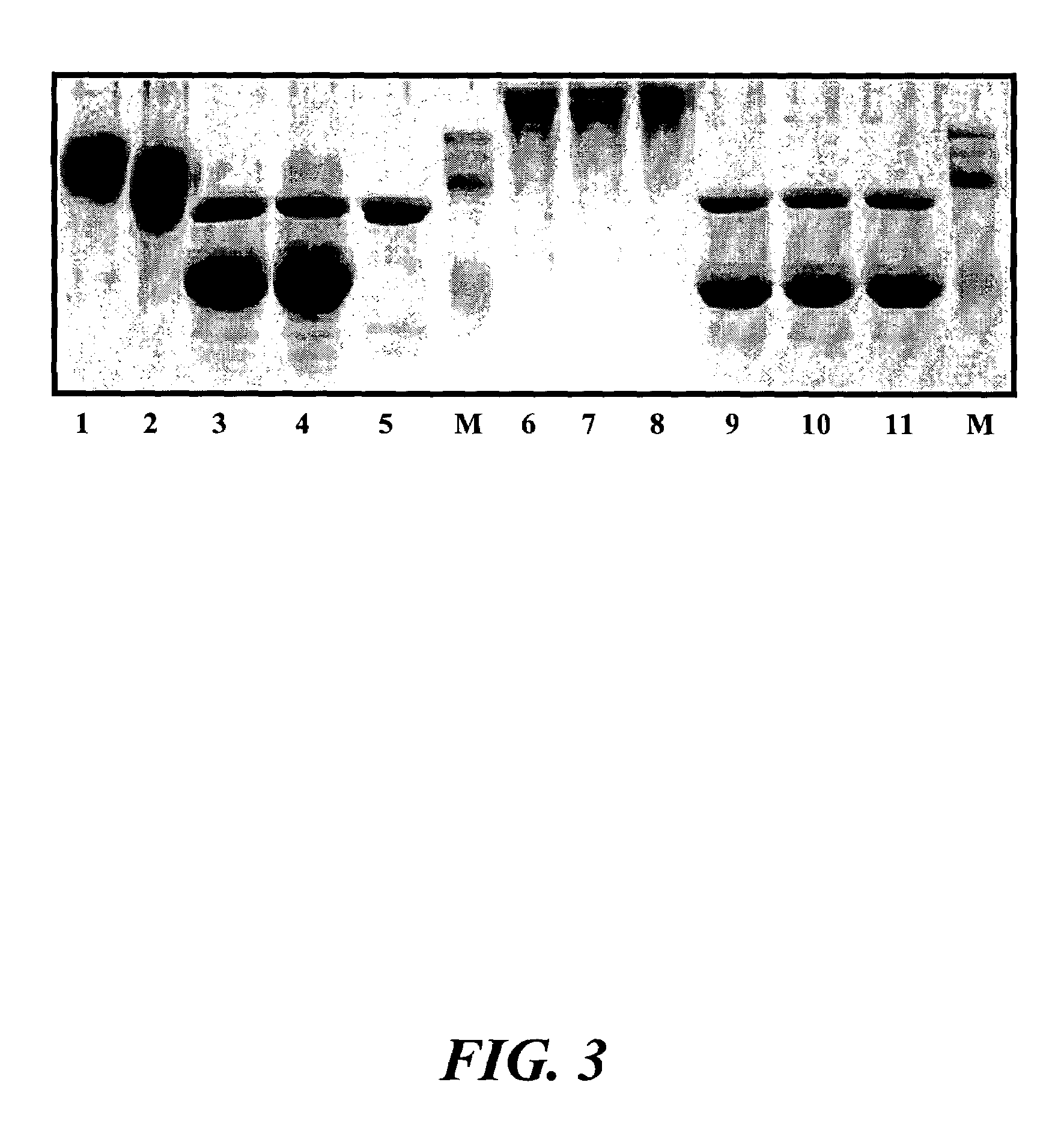 Using mutations to improve <i>Aspergillus </i>phytases