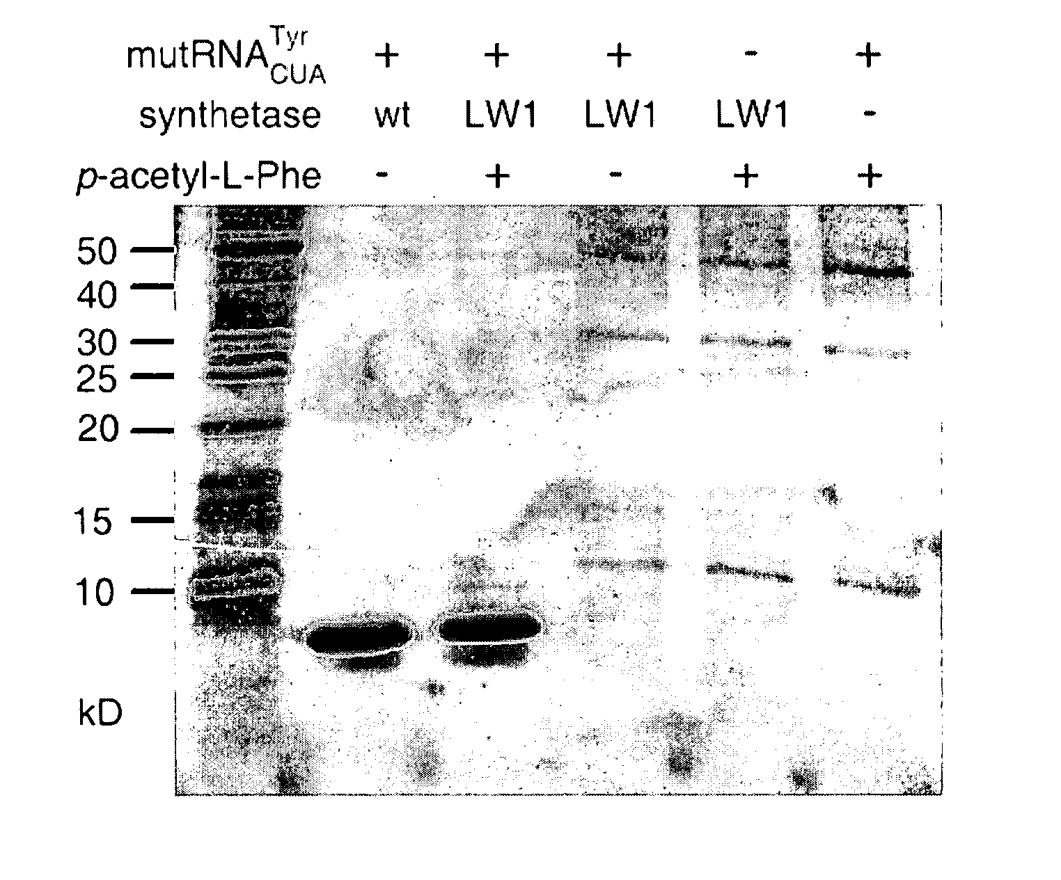 Site specific incorporation of keto amino acids into proteins