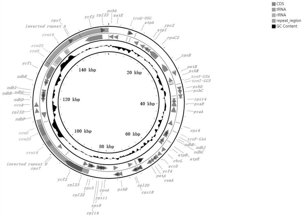 Application of cerasus buergeriana chloroplast genome in variety identification