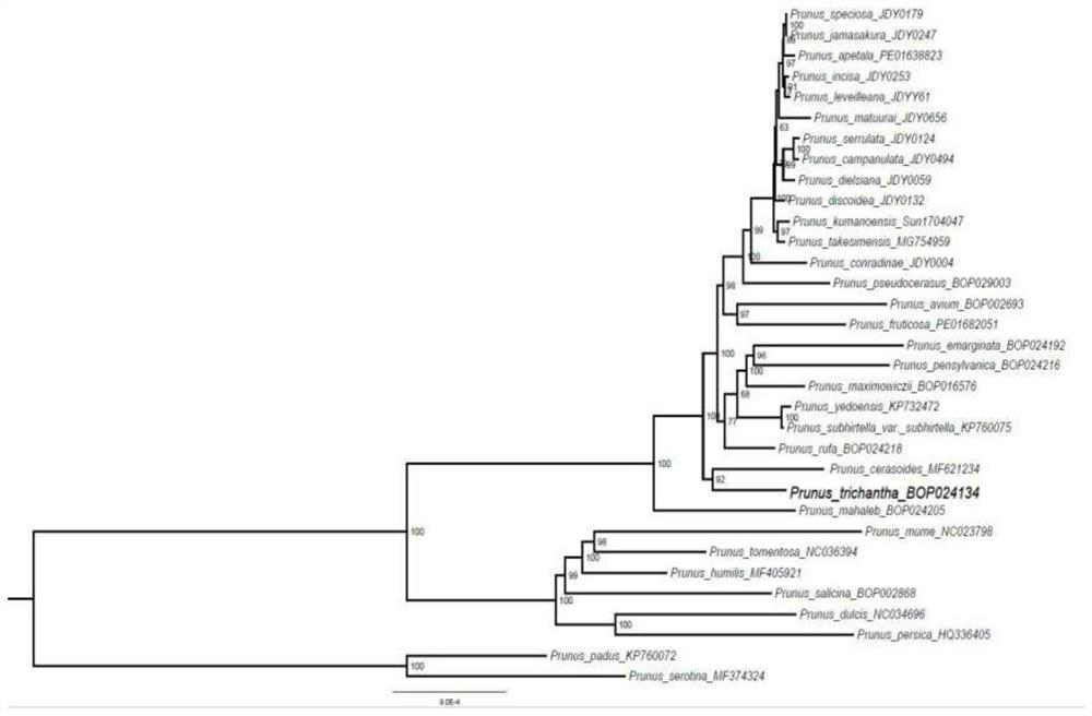 Application of cerasus buergeriana chloroplast genome in variety identification