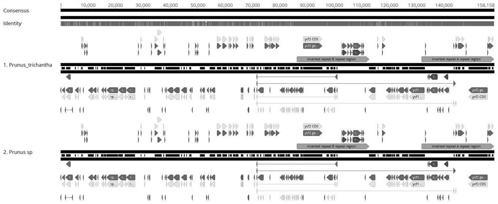 Application of cerasus buergeriana chloroplast genome in variety identification