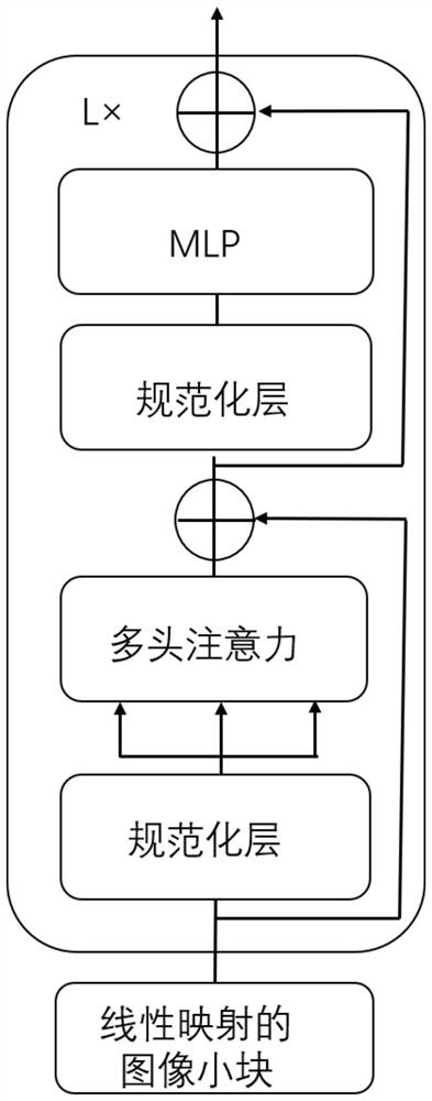 Small sample insect image recognition method based on visual Transform