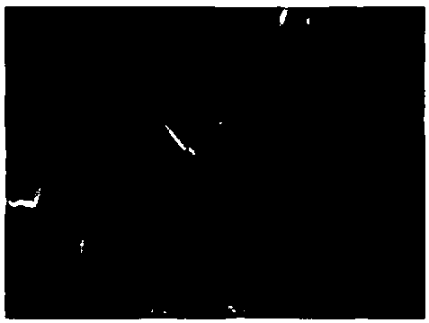 Bimetal oxide and graphene composite material and preparation method thereof