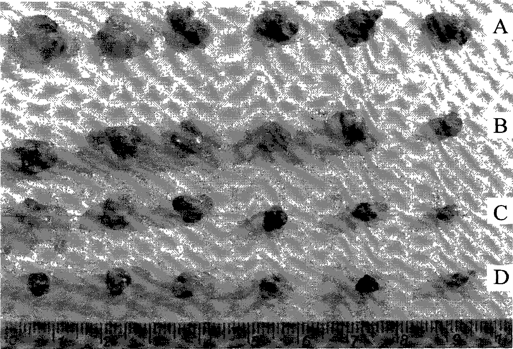 Preparation method of targeting antineoplastic medicine nitidine chloride complexes, product thereof and injection containing the product