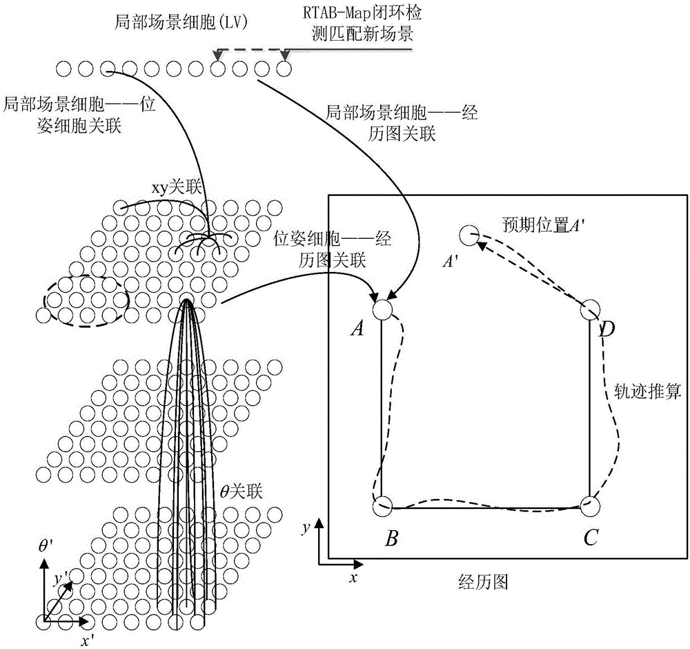 SLAM method based on rodent model and RTAB-Map closed-loop detection algorithm