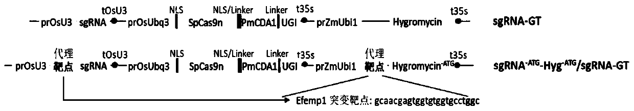 Cell enrichment technology with C.T base substitution using inactive screening agent resistance gene as reporting system and application of technology