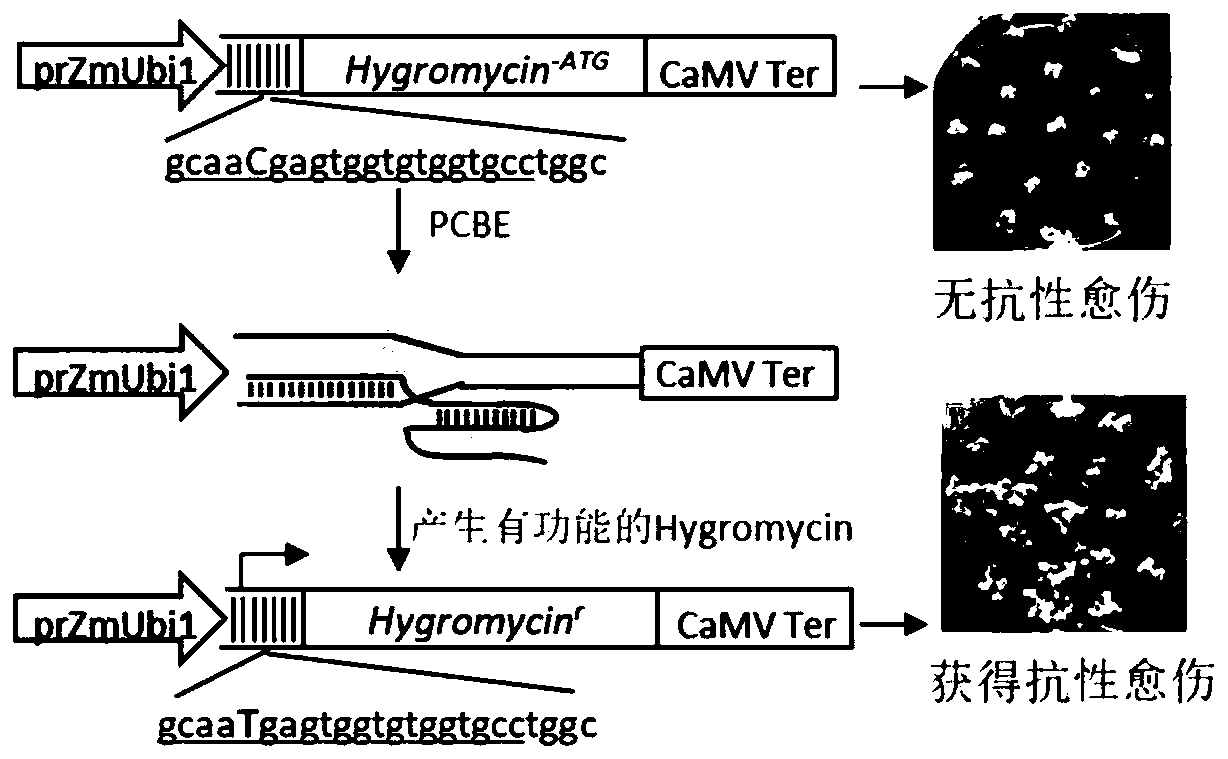 Cell enrichment technology with C.T base substitution using inactive screening agent resistance gene as reporting system and application of technology