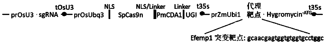 Cell enrichment technology with C.T base substitution using inactive screening agent resistance gene as reporting system and application of technology