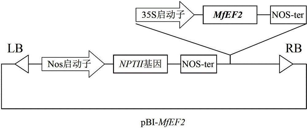 Sickle alfalfa elongation factor 2MfEF2 as well as coding gene and application thereof