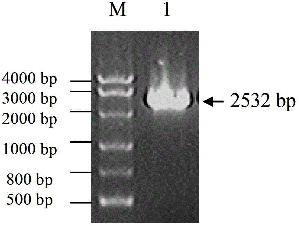 Sickle alfalfa elongation factor 2MfEF2 as well as coding gene and application thereof