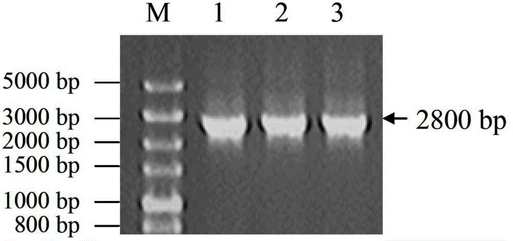 Sickle alfalfa elongation factor 2MfEF2 as well as coding gene and application thereof