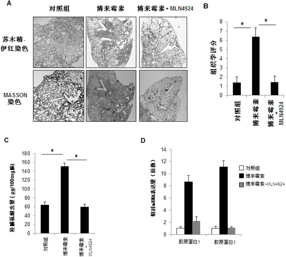 Applications of small-molecular inhibitor MLN4924 in preparation of drug for inhibiting bleomycin-induced pulmonary fibrosis