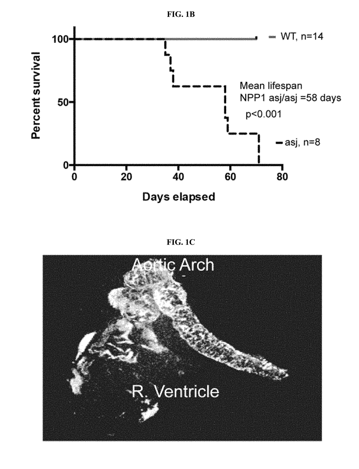 Compositions for Treating Pathological Calcification Conditions, and Methods Using Same