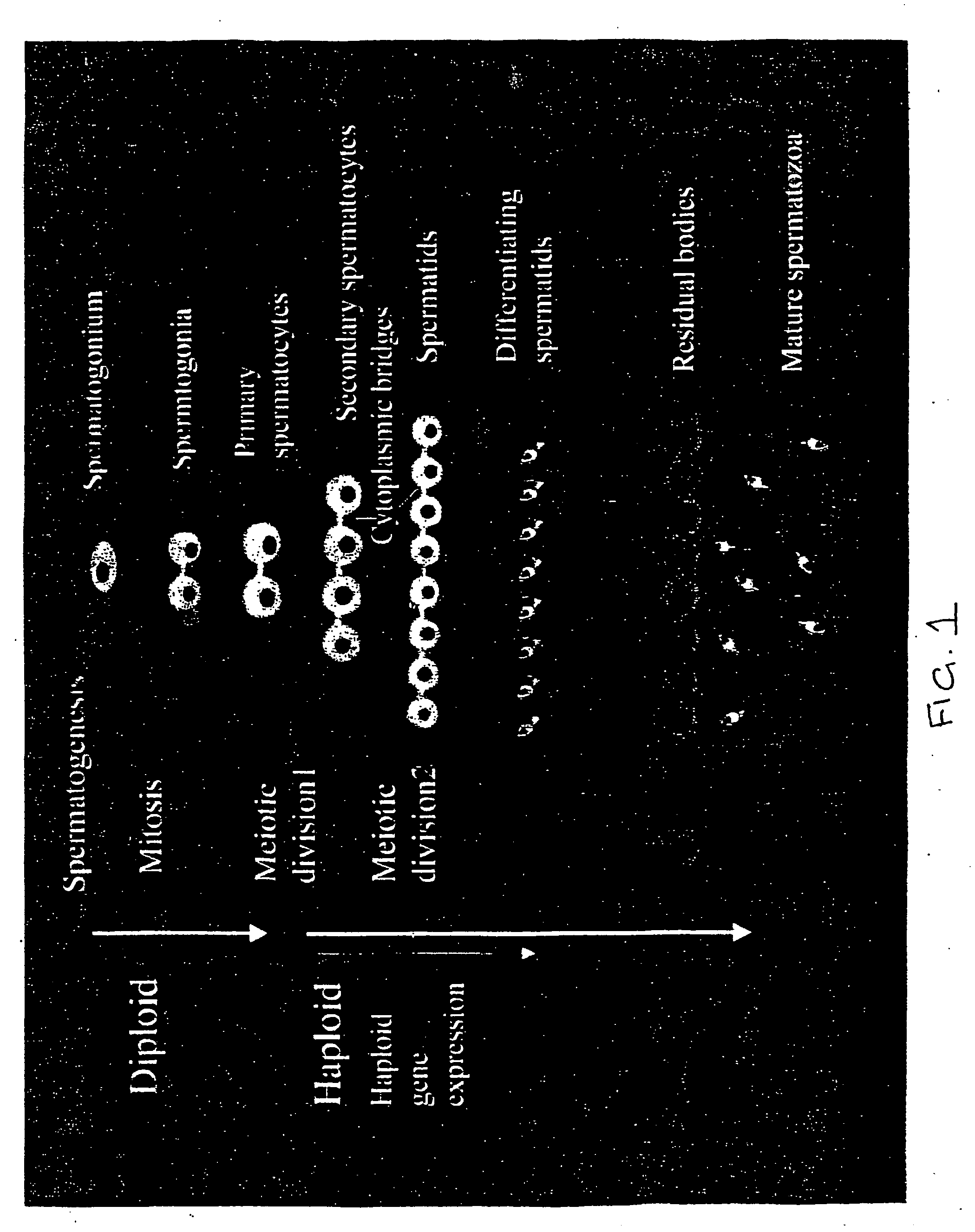 Sex- specific selection of sperm from transgenic animals