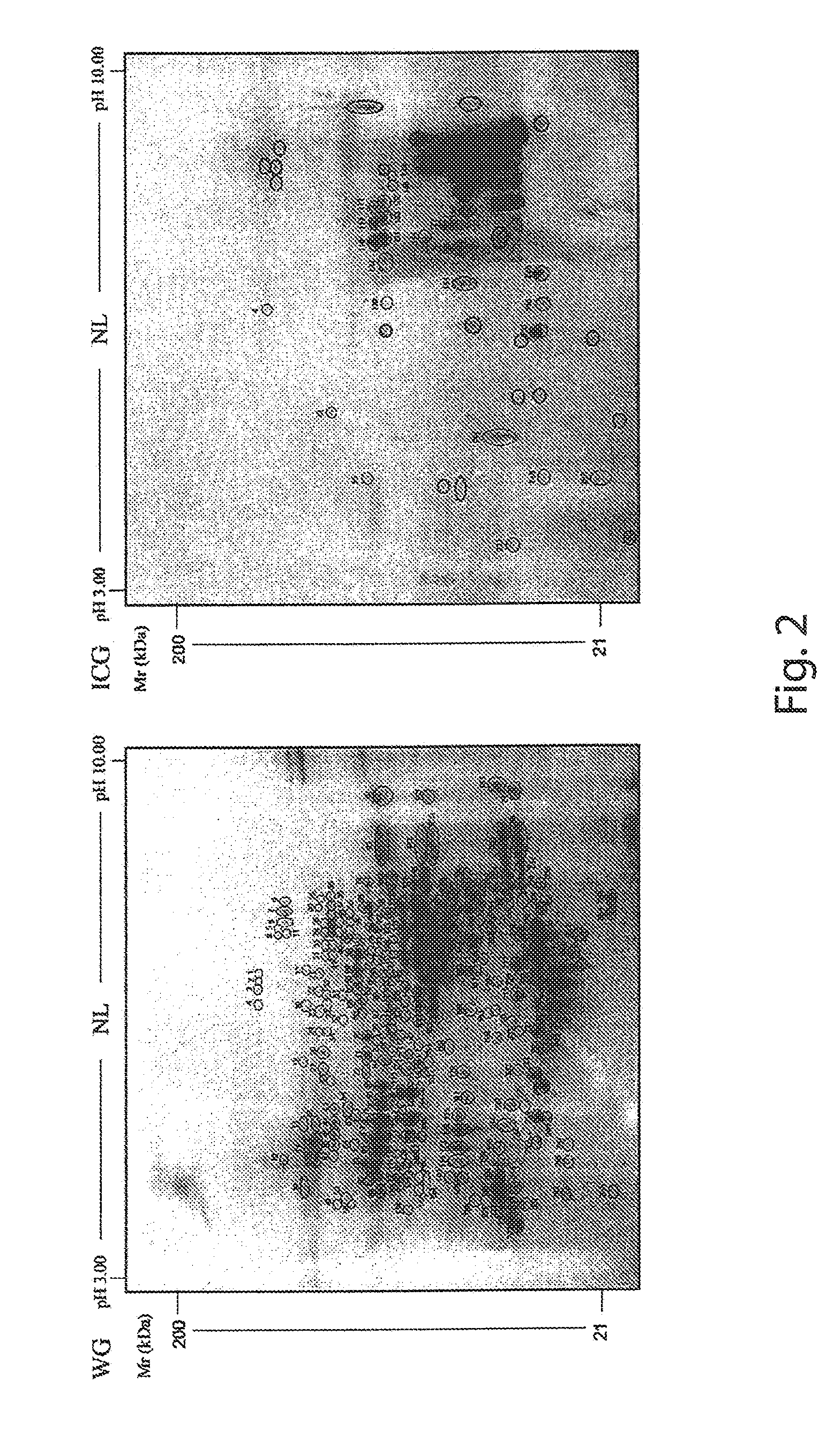 Method for partial degradation of gluten