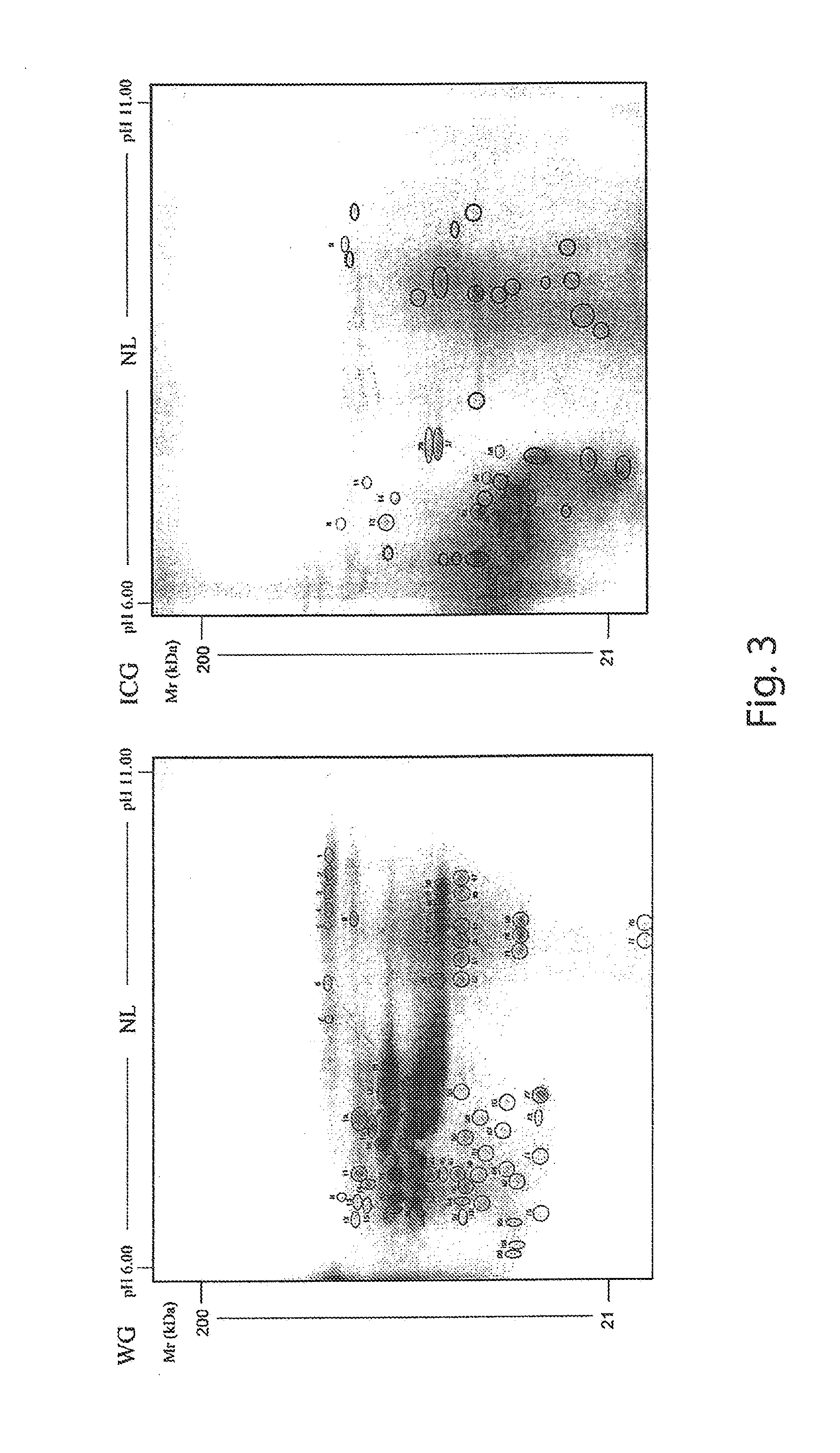 Method for partial degradation of gluten