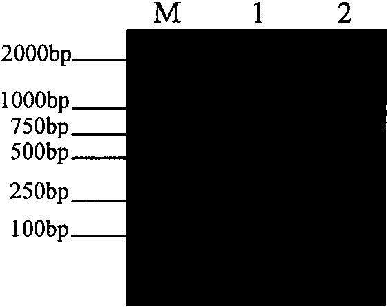 Porcine reproductive and respiratory syndrome virus M protein CTL cell epitopes and application thereof