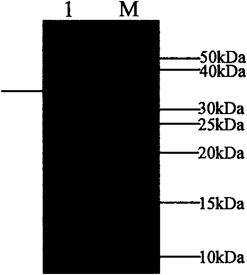 Porcine reproductive and respiratory syndrome virus M protein CTL cell epitopes and application thereof