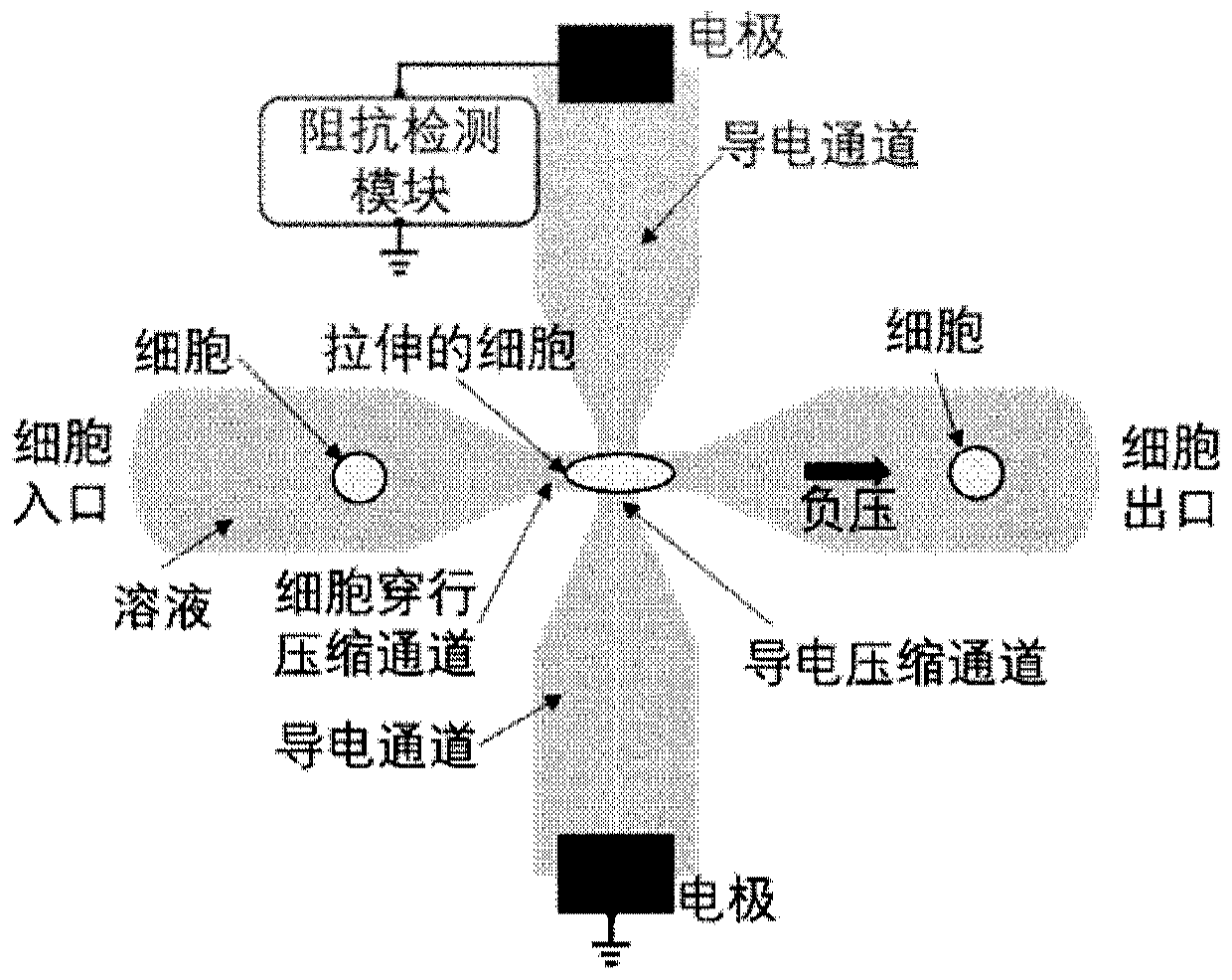 Detection system and method of cell membrane specific capacitance