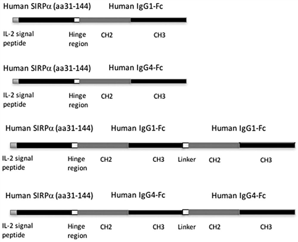 A kind of sirpα fusion protein and preparation method and use thereof