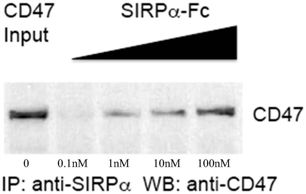 A kind of sirpα fusion protein and preparation method and use thereof