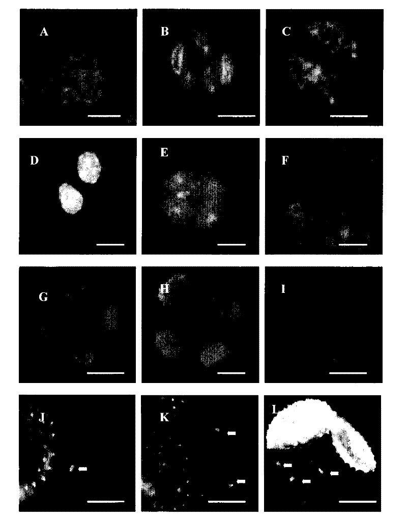 Fluorescence labeling method for cell DNA during cotton pollen development process