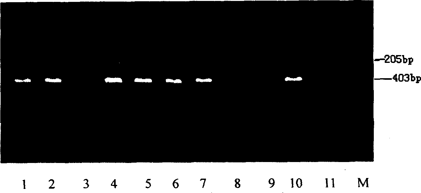 Specific primer sequence of cattle Y-chromosome and its application in cow embryo six identification